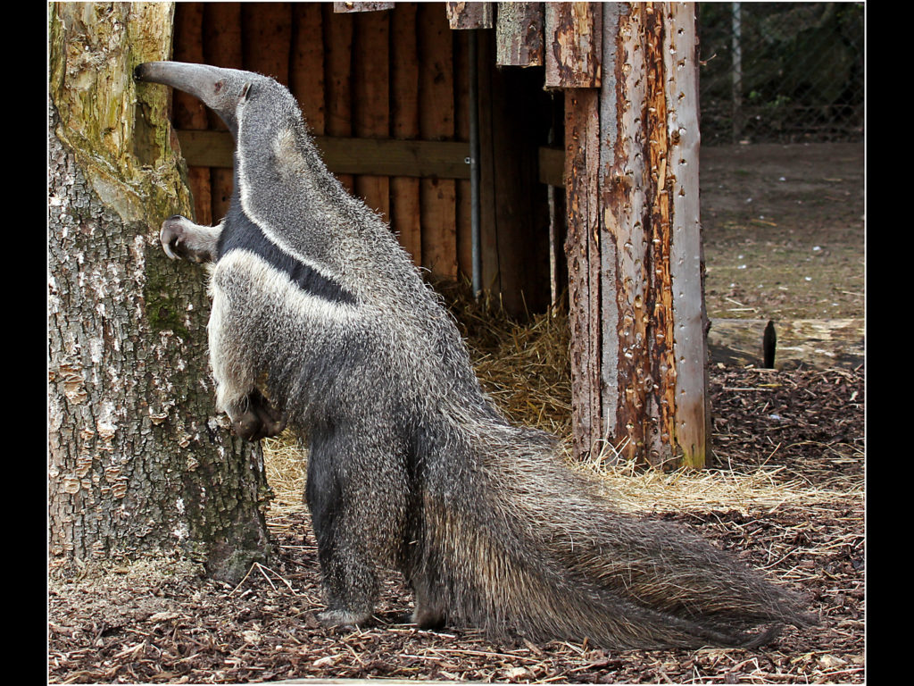 image of an ant eater