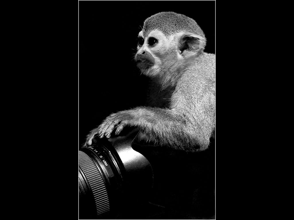 image of a monkey sat on a camera