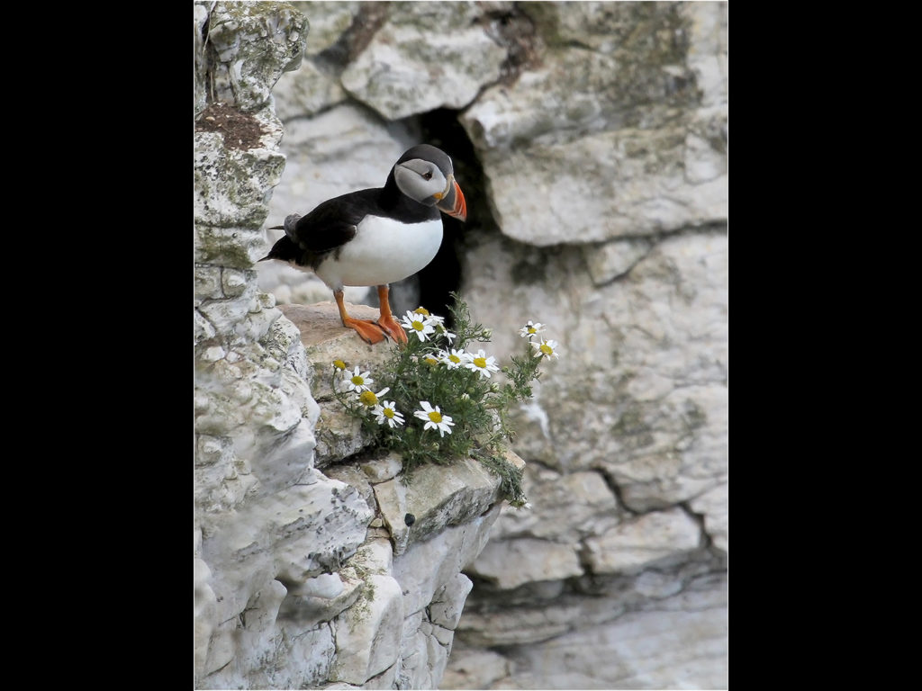 image of a puffin