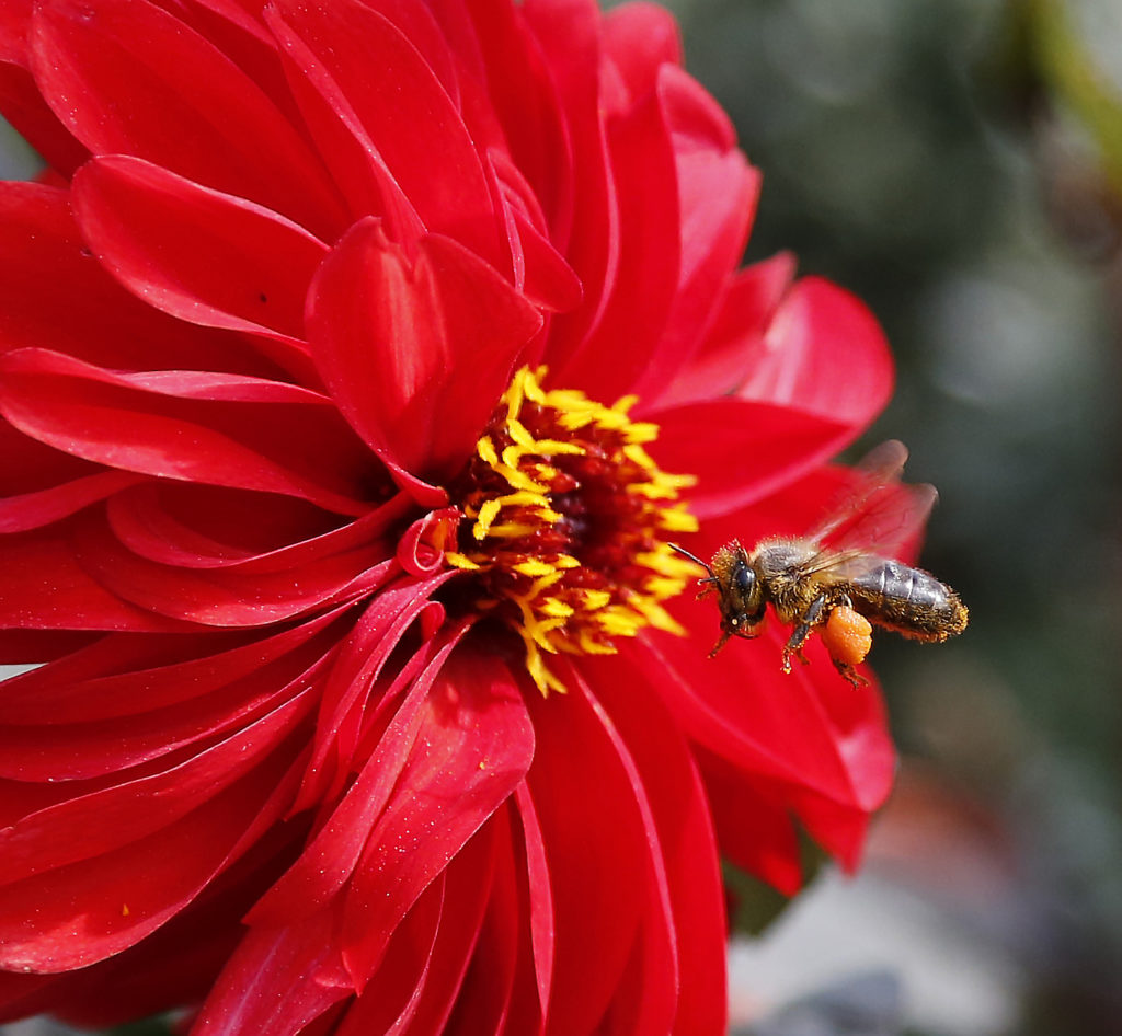 an image of a hoverfly in flight