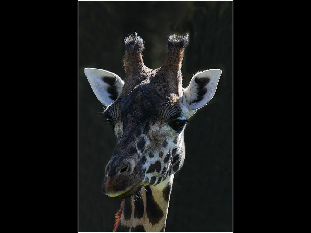 image of a giraffe