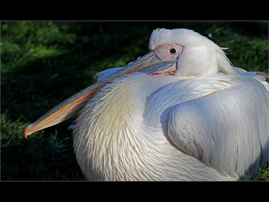image of a pelican