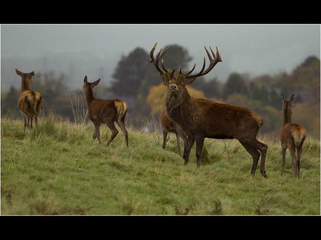 an image of a red deer stag and his hinds
