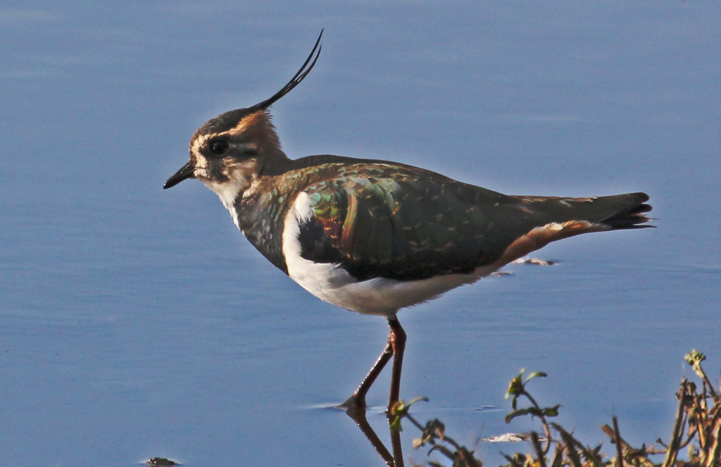 image of a lapwing