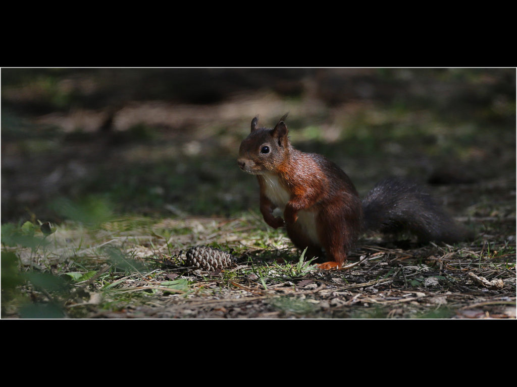 an image of a red squirrel