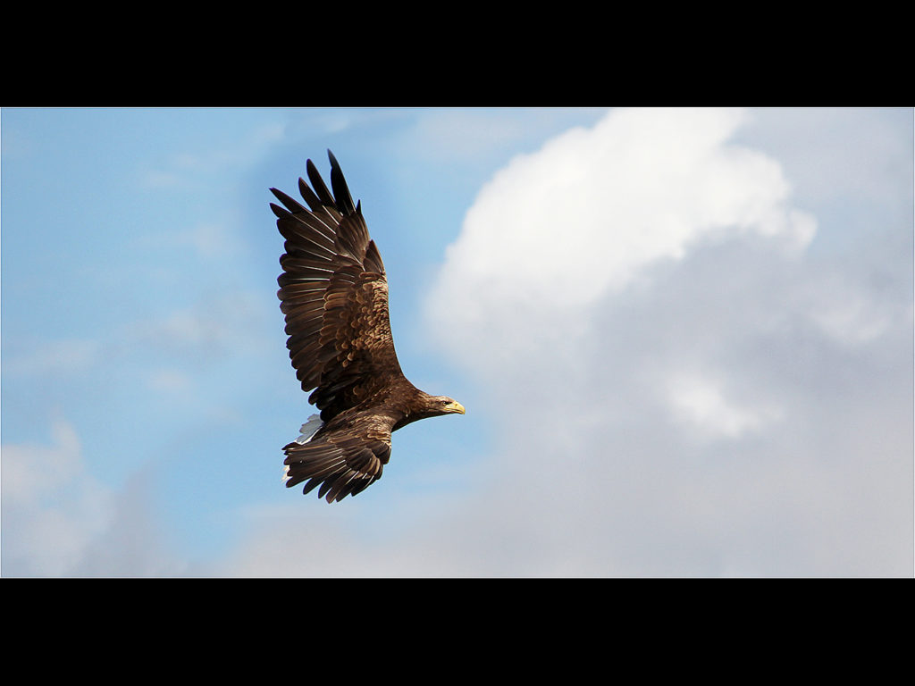 image of an eagle in flight
