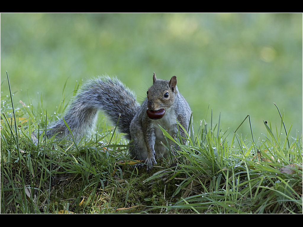 an image of a grey squirrel