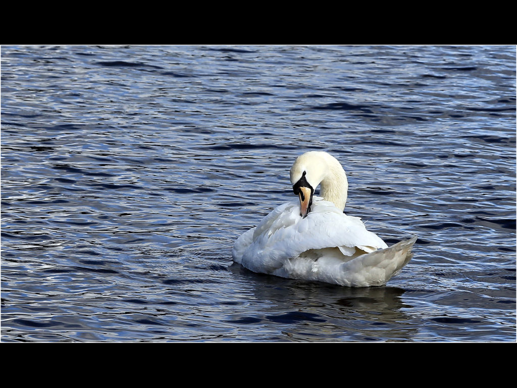 an image of a mute swan on the water