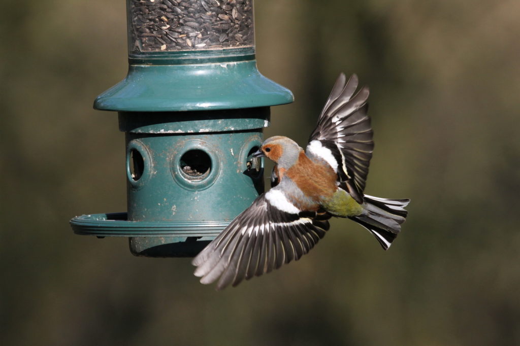 an image of a chafinch alighting at a feeding station