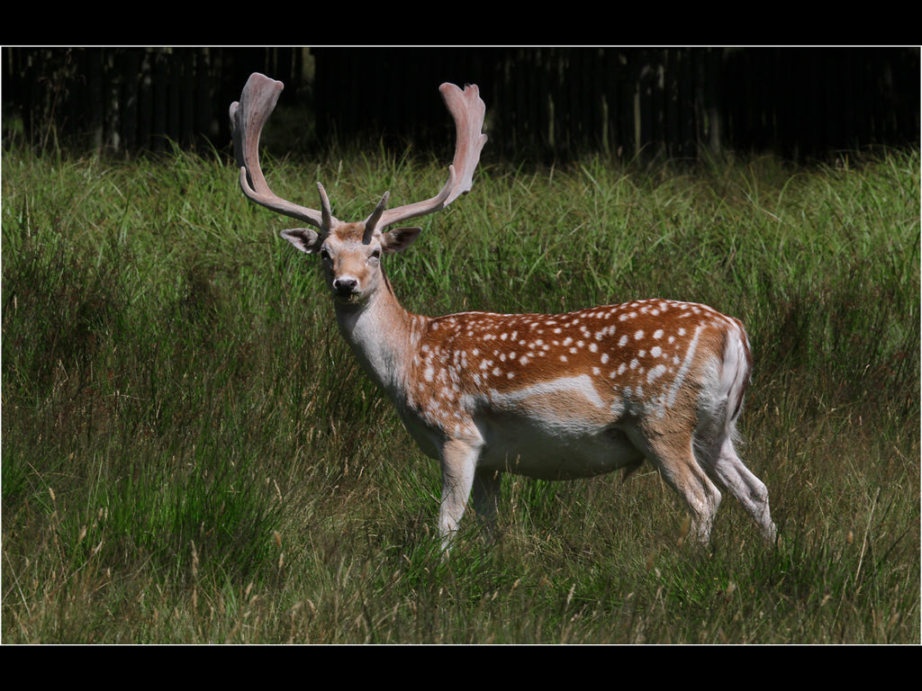 an image of a Fallow Deer Stag