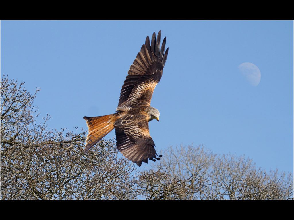 an image of a Red Kite in flight