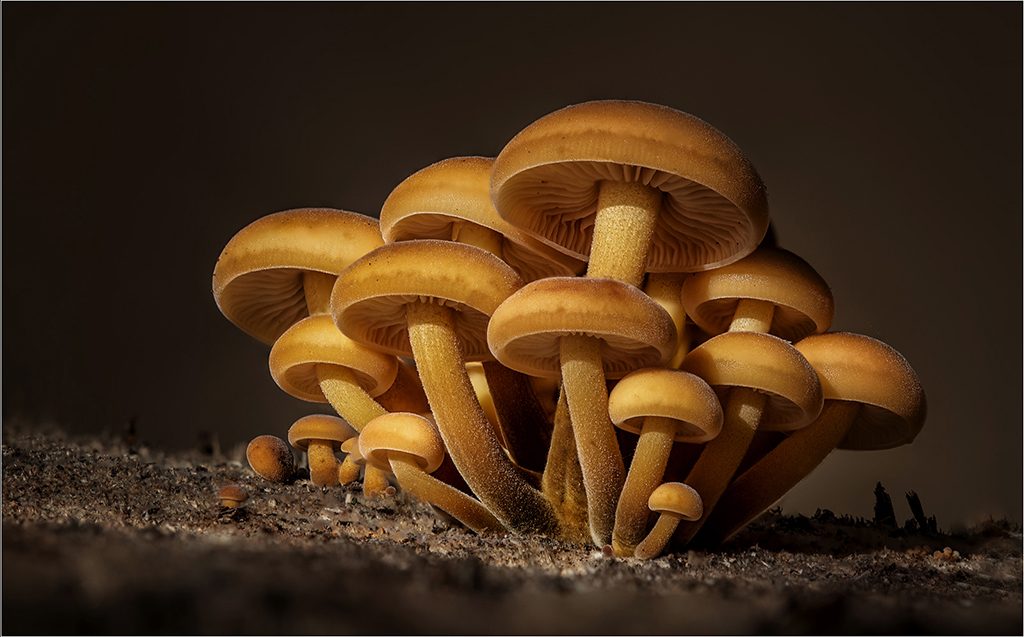 Macro Velvet Shank Mushrooms, by Angela Carr