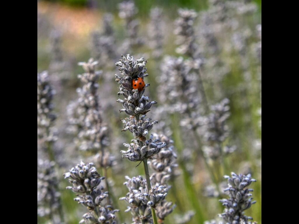 A ladybird on flower