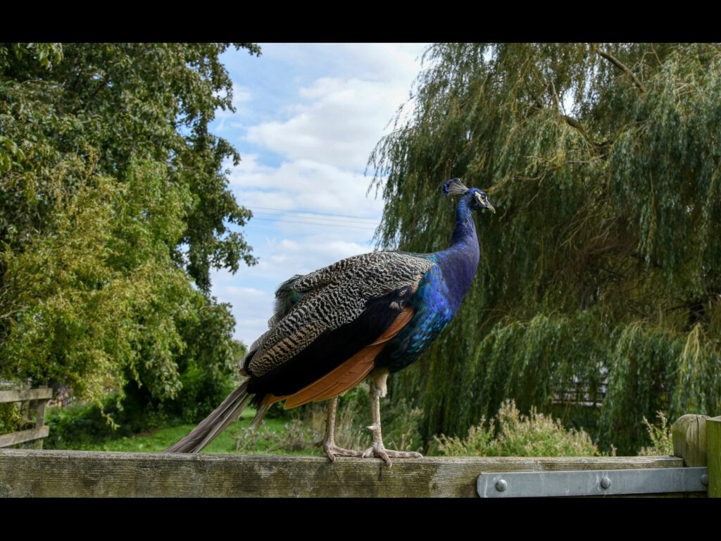 Peacock on a Gate
