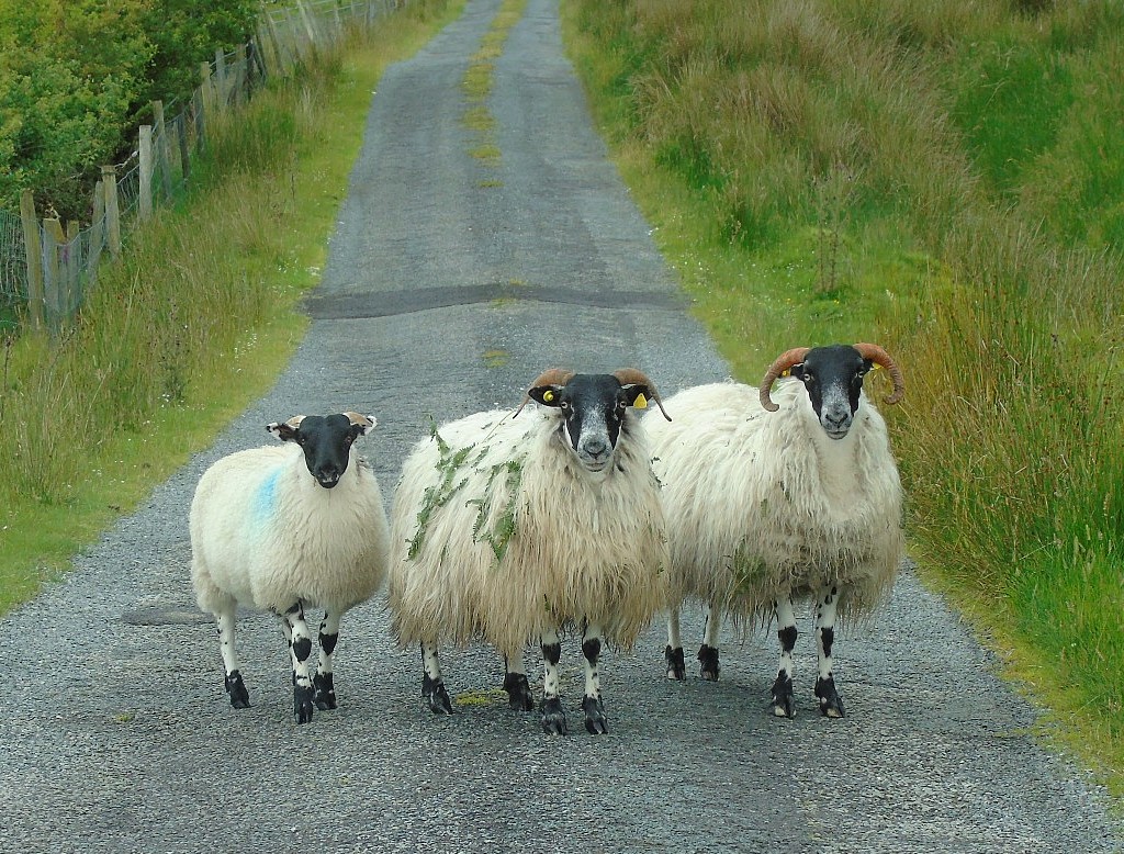Three Little Ewes Are We, by Carroll Pierce
