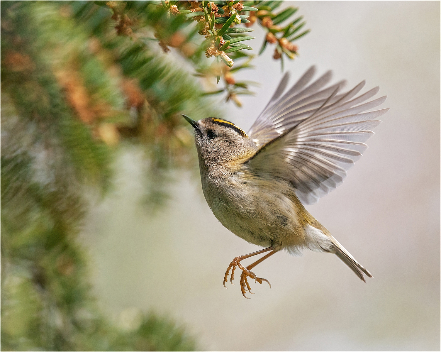 Goldcrest in Flight, by Angela Carr