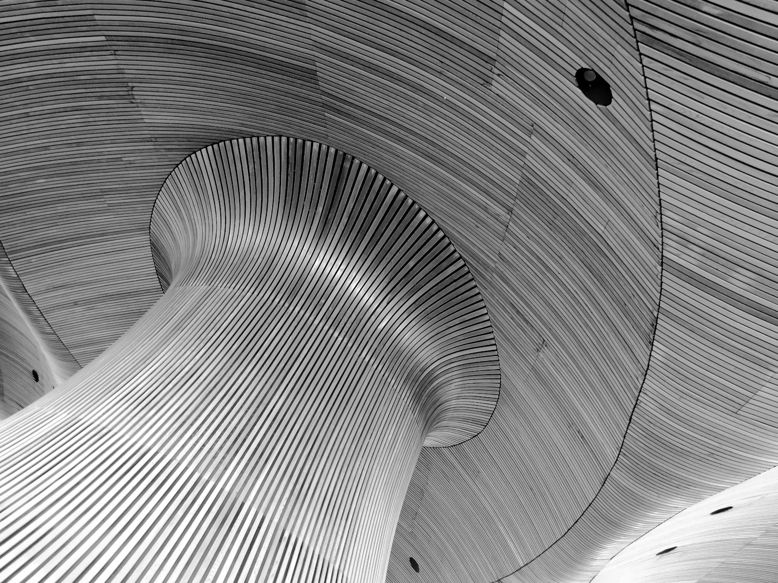 Timber Curved and Undulating, by Carroll Pierce