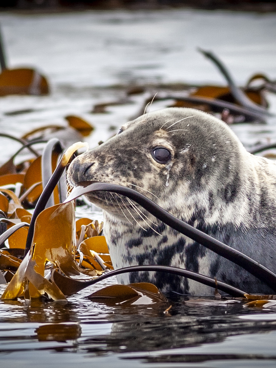Atlantic Grey Seal, by Kevin Simpson