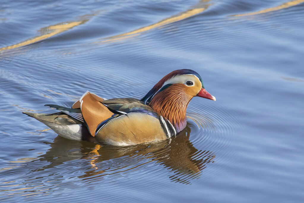 Male Manderin Duck, by Clare Trewick