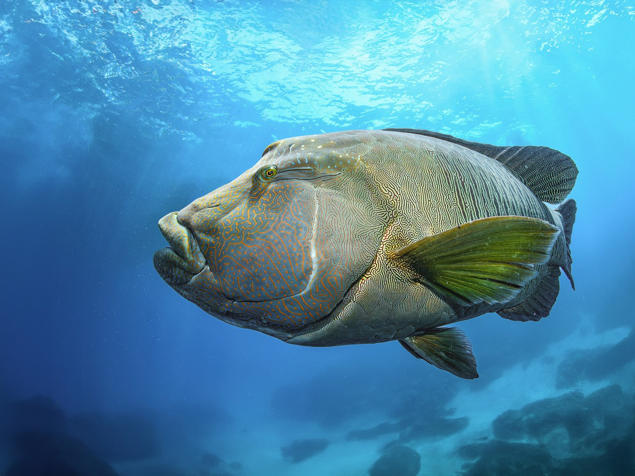 Humphead Wrasse, by Nicki Greenwood