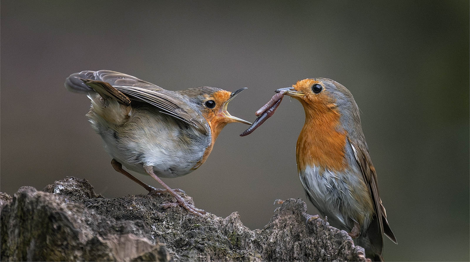 Robin Courtship